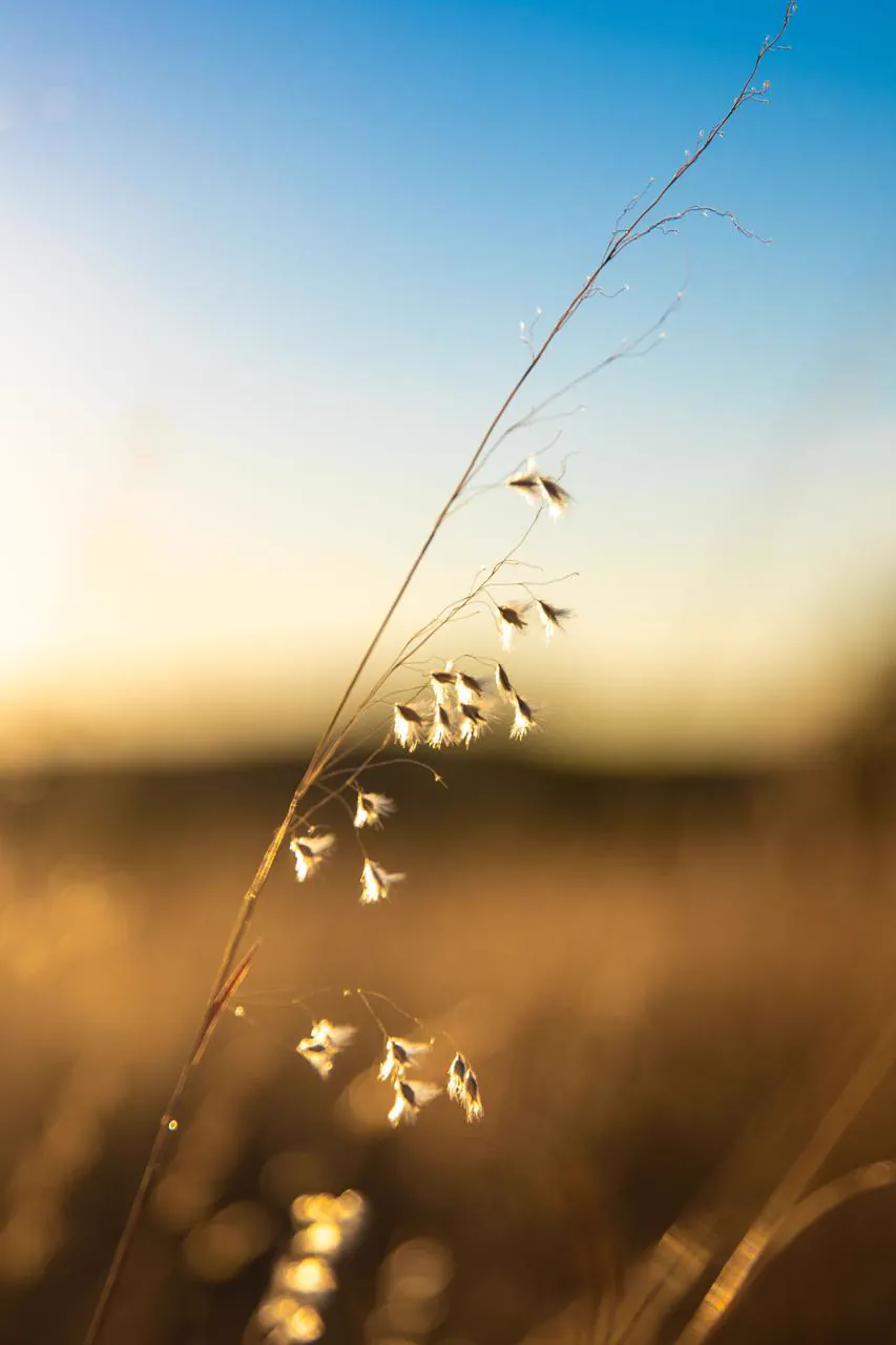 Espigas de capim iluminadas pela luz do fim de tarde